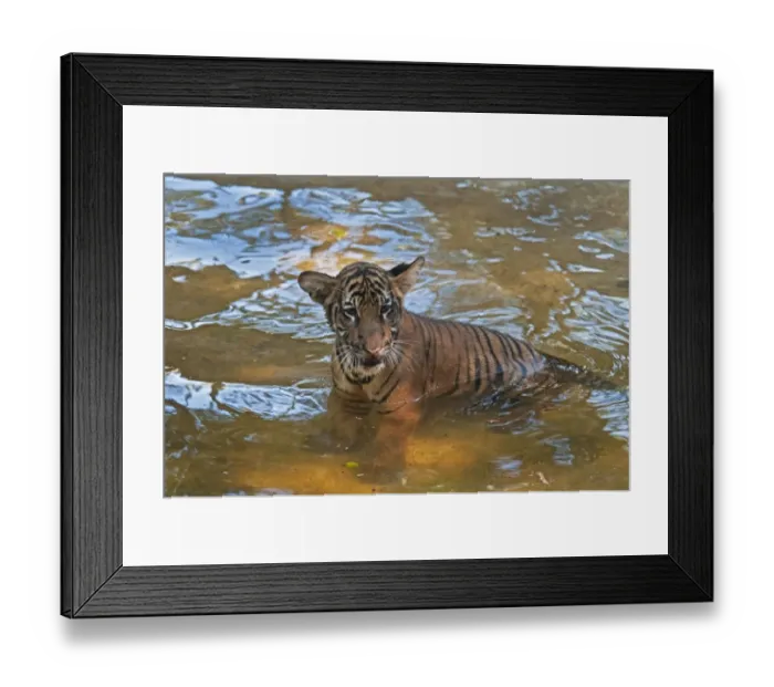 Framed Print : Malayan Tiger (Panthera tigris jacksoni) cub, standing in water, captive Framed Print : Malayan Tiger (Panthera tigris jacksoni) cub, standing in water, captive