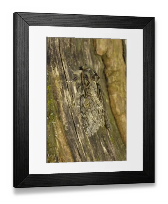 Framed Print : Great Prominent Moth (Peridea anceps) adult, camouflaged on bark, Oxfordshire, England, april Framed Print : Great Prominent Moth (Peridea anceps) adult, camouflaged on bark, Oxfordshire, England, april