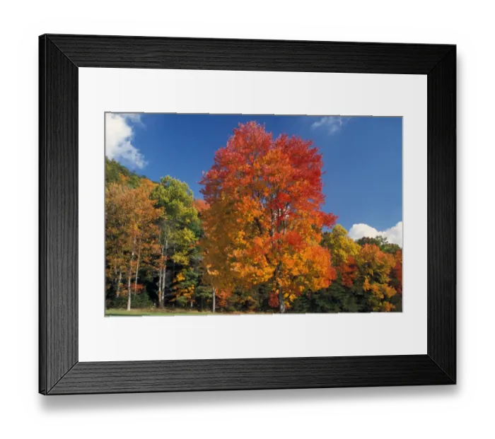 Framed Print : Tennessee Maple Trees going red in Autumn - Cades Cove, Tennessee, USA Framed Print : Tennessee Maple Trees going red in Autumn - Cades Cove, Tennessee, USA
