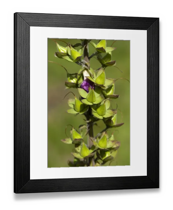 Framed Print : Common Foxglove (Digitalis purpurea) close-up of seedpods, England, july Framed Print : Common Foxglove (Digitalis purpurea) close-up of seedpods, England, july