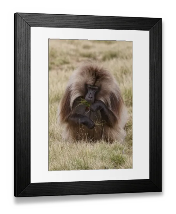 Framed Print : Gelada (Theropithecus gelada) adult male, feeding, grazing on grass, Simien Mountains, Ethiopia Framed Print : Gelada (Theropithecus gelada) adult male, feeding, grazing on grass, Simien Mountains, Ethiopia