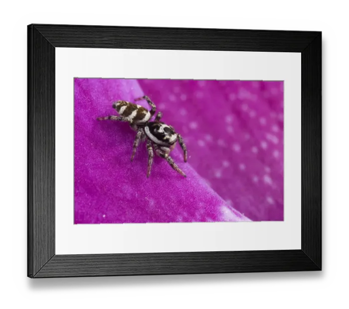 Framed Print : Zebra Jumping Spider (Salticus scenicus) adult, on orchid flower, Italy
