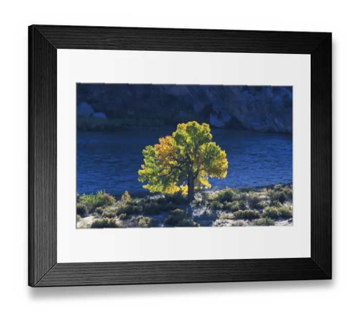 Framed Print : Utah The golden glow of the Cottonwood tree in Autumn, Dinosaur NP. Utah, USA Framed Print : Utah The golden glow of the Cottonwood tree in Autumn, Dinosaur NP. Utah, USA