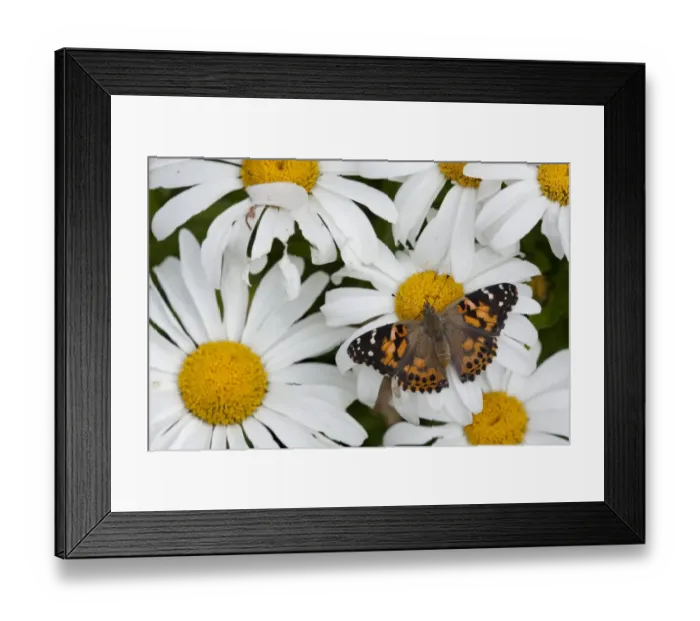 Framed Print : Painted Lady (Vanessa cardui) adult, feeding on daisy flowers in garden, England, august Framed Print : Painted Lady (Vanessa cardui) adult, feeding on daisy flowers in garden, England, august