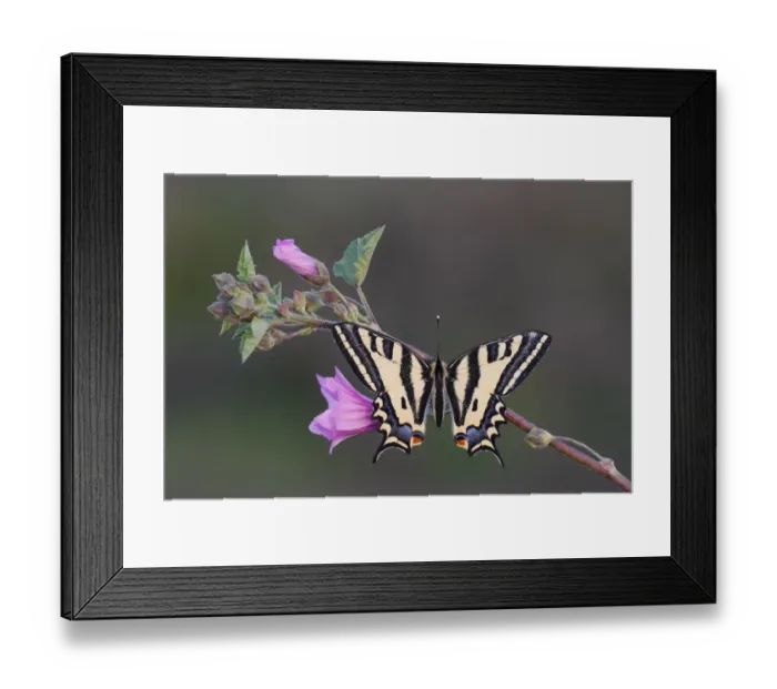 Framed Print : Southern Swallowtail (Papilio alexanor) adult, resting on flowering mallow, Greece, april Framed Print : Southern Swallowtail (Papilio alexanor) adult, resting on flowering mallow, Greece, april