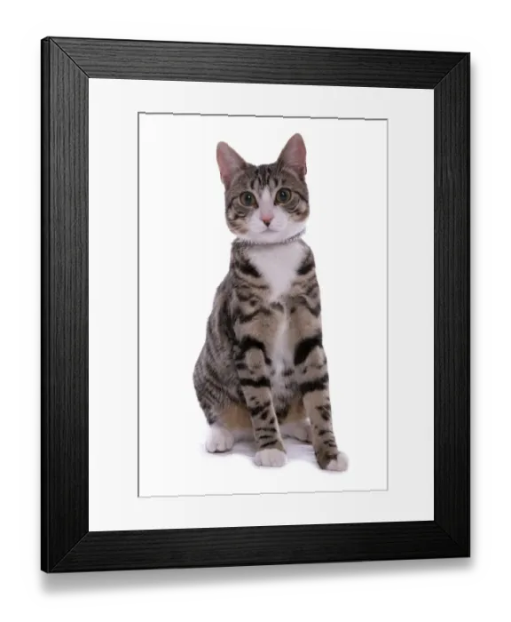 Framed Print : Domestic Cat, tabby, young female, with collar, sitting Framed Print : Domestic Cat, tabby, young female, with collar, sitting