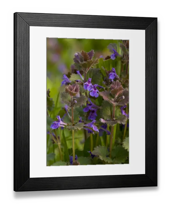 Framed Print : Ground-ivy (Glechoma hederacea) flowering, Norfolk, England, may Framed Print : Ground-ivy (Glechoma hederacea) flowering, Norfolk, England, may
