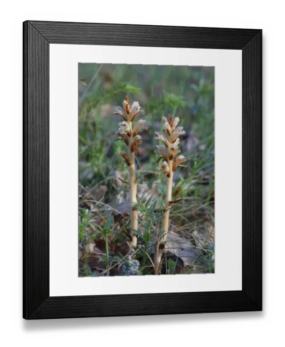 Framed Print : Clove-scented Broomrape (Orobanche caryophyllacea) flowering, growing on Wild Madder (Rubia peregrina), Causse de Gramat, Massif Central, Lot, France, may Framed Print : Clove-scented Broomrape (Orobanche caryophyllacea) flowering, growing on Wild Madder (Rubia peregrina), Causse de Gramat, Massif Central, Lot, France, may