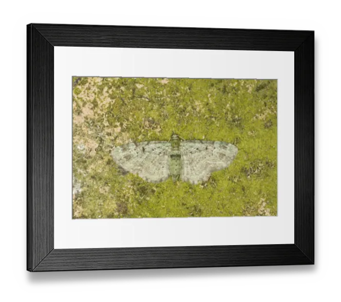 Framed Print : Green Pug (Chloroclystis rectangulata) adult, Essex, England, july