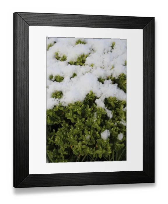 Framed Print : Cultivated Hebe (Hebe sp. ) close-up of snow covered leaves, in garden, Suffolk, England, november