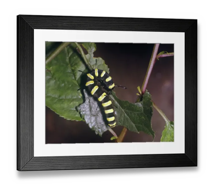 Framed Print : Moth - Alder Larva (Acronicta alni) close-up  /  on leaf