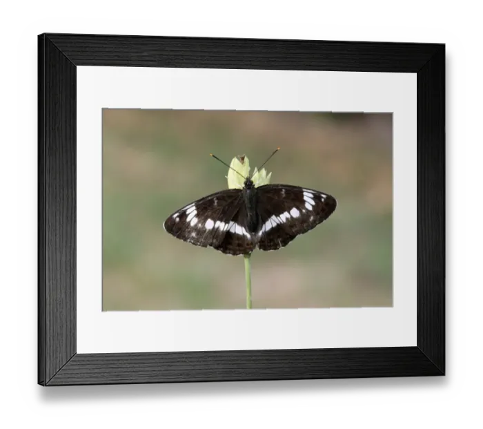 Framed Print : White Admiral (Limenitis camilla) adult, resting on flowerhead, Warwickshire, England, july Framed Print : White Admiral (Limenitis camilla) adult, resting on flowerhead, Warwickshire, England, july