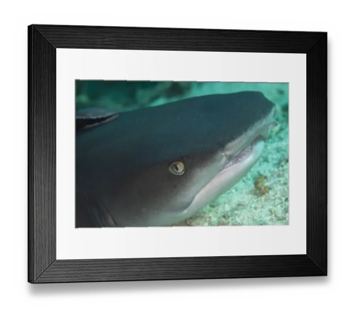 Framed Print : Whitetip Reef Shark (Triaenodon obesus) adult, close-up of head, with Sharksucker (Echeneis naucrates) attached, Sipadan Island, Sabah, Borneo, Malaysia Framed Print : Whitetip Reef Shark (Triaenodon obesus) adult, close-up of head, with Sharksucker (Echeneis naucrates) attached, Sipadan Island, Sabah, Borneo, Malaysia