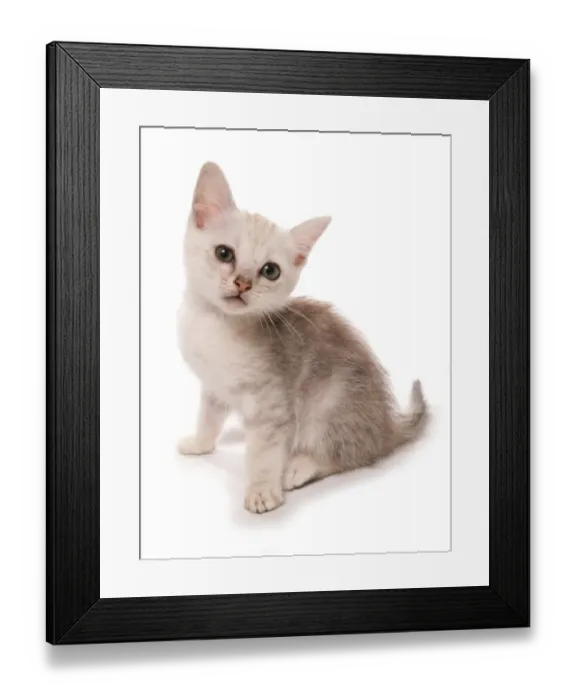 Framed Print : Domestic Cat, Somali, kitten, sitting Framed Print : Domestic Cat, Somali, kitten, sitting
