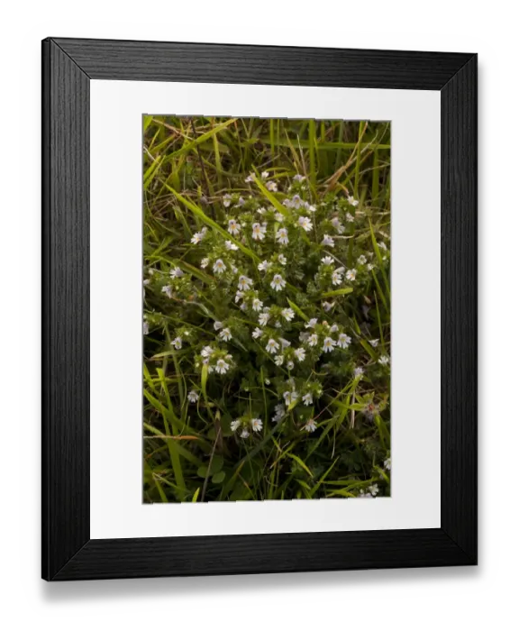 Framed Print : Common Eyebright (Euphrasia nemorosa) flowering, growing on limestone grassland, Dorset, England, september Framed Print : Common Eyebright (Euphrasia nemorosa) flowering, growing on limestone grassland, Dorset, England, september
