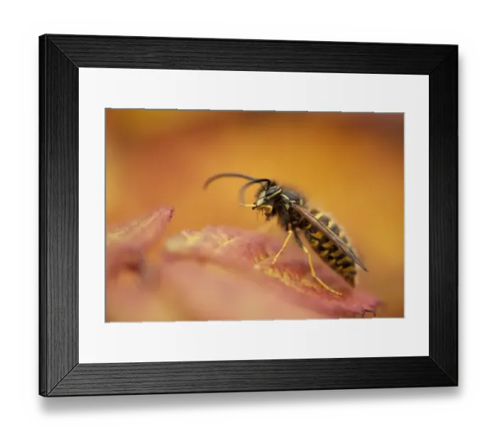 Framed Print : Common Wasp (Vespula vulgaris) adult, cleaning leg, resting on Bramble (Rubus fruticosus) leaf, Peak District, Derbyshire, England, october Framed Print : Common Wasp (Vespula vulgaris) adult, cleaning leg, resting on Bramble (Rubus fruticosus) leaf, Peak District, Derbyshire, England, october