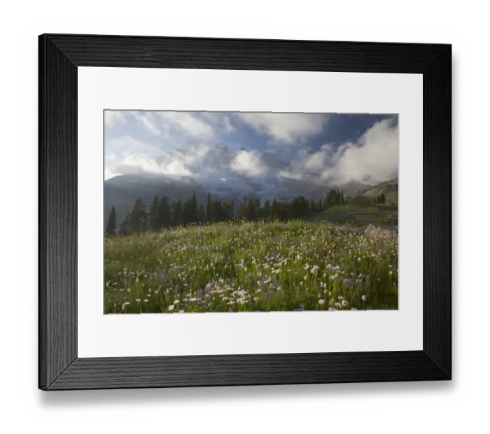 Framed Print : View of wildflowers in alpine meadow habitat, Mount Rainier, Mount Rainier N. P. Washington State, U. S. A Framed Print : View of wildflowers in alpine meadow habitat, Mount Rainier, Mount Rainier N. P. Washington State, U. S. A