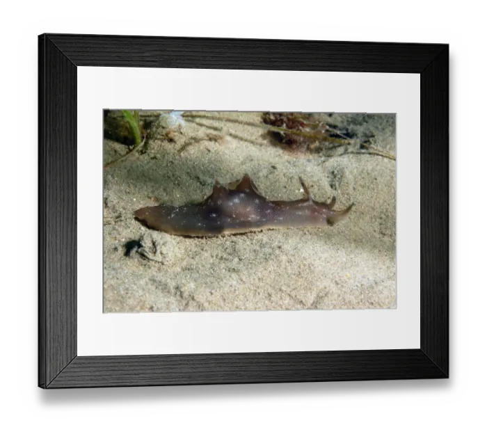 Framed Print : Sea-hare (Aplysia punctata) adult, on sandy seabed, Worbarrow Bay, Isle of Purbeck, Dorset, England, july Framed Print : Sea-hare (Aplysia punctata) adult, on sandy seabed, Worbarrow Bay, Isle of Purbeck, Dorset, England, july