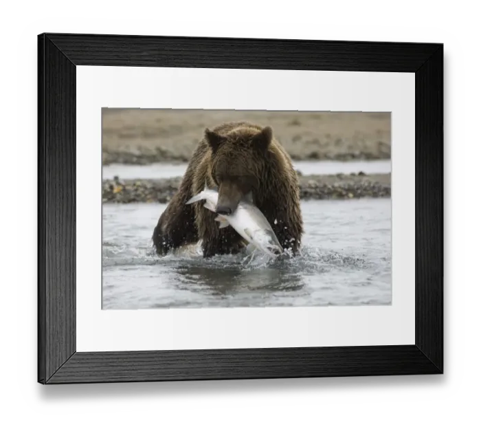 Framed Print : Grizzly Bear (Ursus arctos horribilis) adult, feeding, with freshly caught salmon in mouth, Katmai N. P. Alaska, U. S. A. august Framed Print : Grizzly Bear (Ursus arctos horribilis) adult, feeding, with freshly caught salmon in mouth, Katmai N. P. Alaska, U. S. A. august
