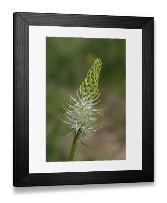 Framed Print : Spiked Rampion (Phyteuma spicatum) flowerspike, Pyrenees, Ariege, France, may Framed Print : Spiked Rampion (Phyteuma spicatum) flowerspike, Pyrenees, Ariege, France, may