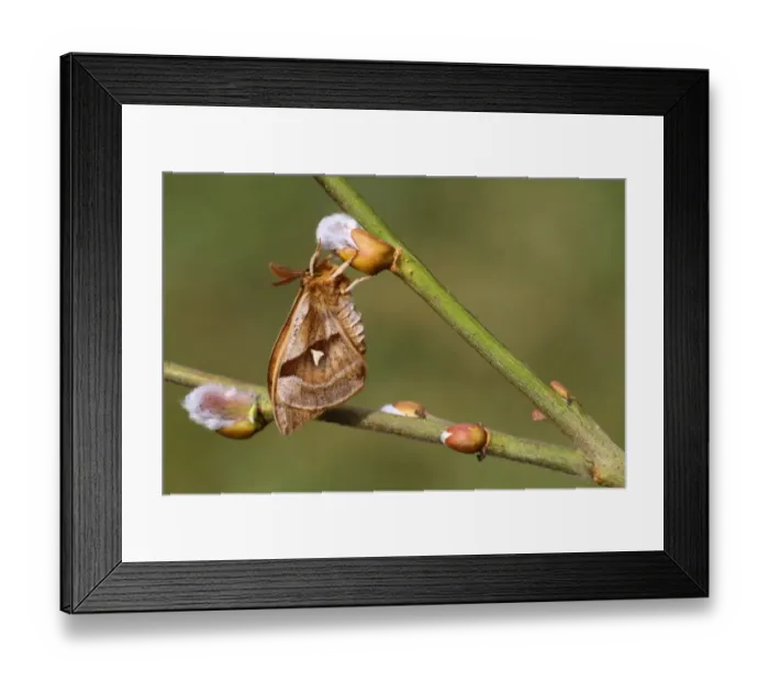 Framed Print : Tau Emperor (Aglia tau) adult male, resting on Goat Willow (Salix caprea) with opening buds, Italy, march Framed Print : Tau Emperor (Aglia tau) adult male, resting on Goat Willow (Salix caprea) with opening buds, Italy, march