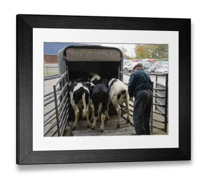 Framed Print : Domestic Cattle, Holstein male calves, being loaded onto livestock trailer at market, Carlisle Livestock Market, Cumbria, England, november Framed Print : Domestic Cattle, Holstein male calves, being loaded onto livestock trailer at market, Carlisle Livestock Market, Cumbria, England, november