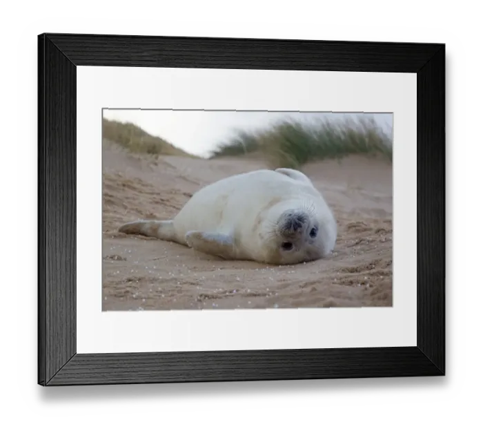 Framed Print : Grey Seal (Halichoerus grypus) one-two week old whitecoat pup, resting in sand dunes during hailstorm, Norfolk, England, november