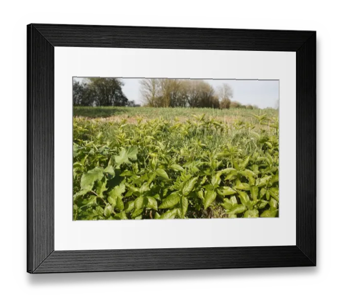 Framed Print : Dog's Mercury (Mercularis perennis) flowering, growing in ditch beside arable field, Bacton, Suffolk, England, april Framed Print : Dog's Mercury (Mercularis perennis) flowering, growing in ditch beside arable field, Bacton, Suffolk, England, april