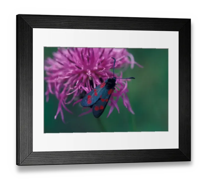 Framed Print : Moth - Burnet Six-spot (Zygaena filipendulae) on flower / Steyning, Sussex Framed Print : Moth - Burnet Six-spot (Zygaena filipendulae) on flower / Steyning, Sussex