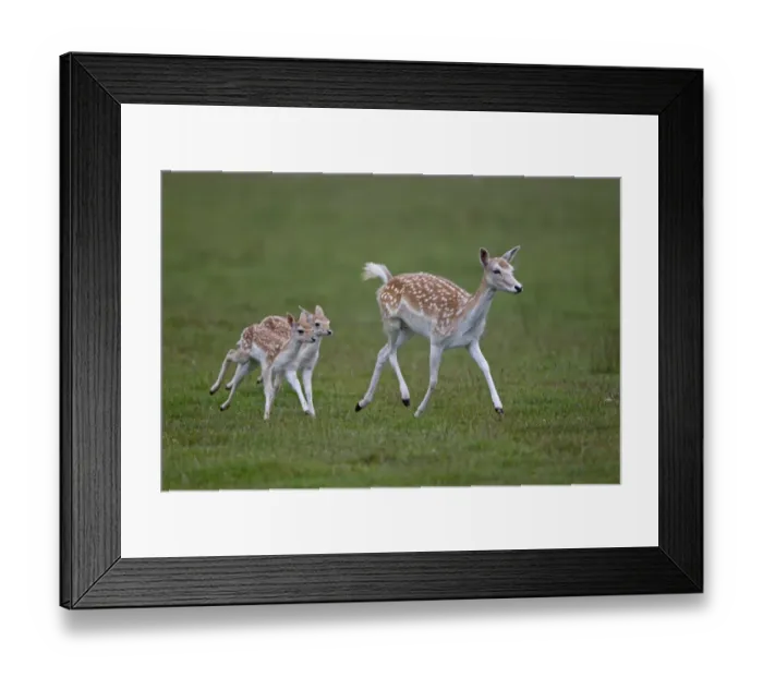 Framed Print : Fallow Deer (Dama dama) doe with two fawns, running, Helmingham Hall Deer Park, Suffolk, England, june Framed Print : Fallow Deer (Dama dama) doe with two fawns, running, Helmingham Hall Deer Park, Suffolk, England, june