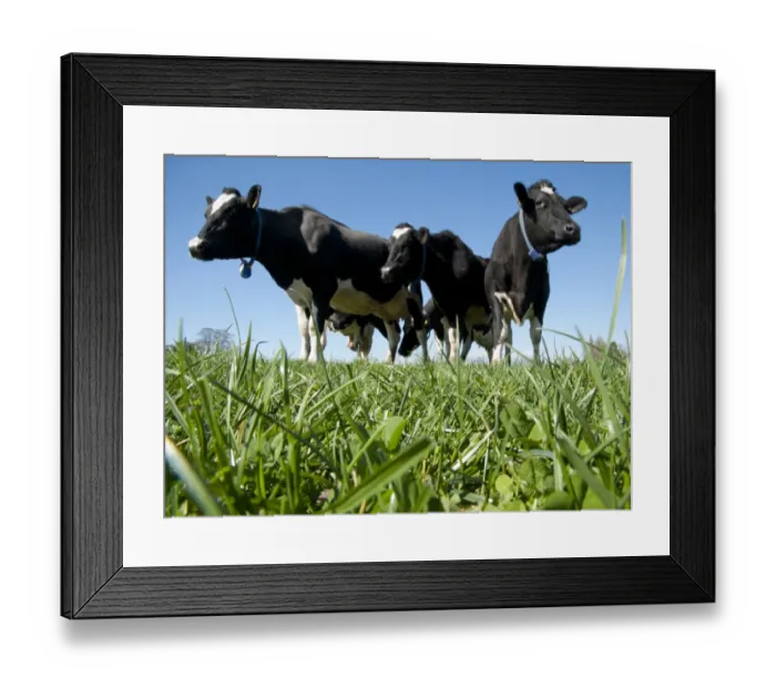 Framed Print : White Clover (Trifolium repens) and grass, growing in organic pasture with Holstein Friesian dairy cows, Shropshire, England, march Framed Print : White Clover (Trifolium repens) and grass, growing in organic pasture with Holstein Friesian dairy cows, Shropshire, England, march