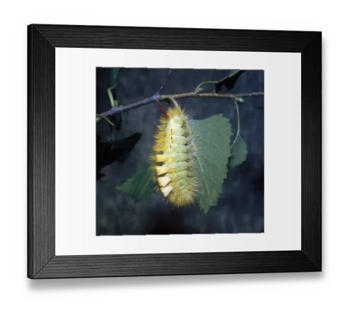 Framed Print : Moth - Tussock Pale Larva (Dasychira pudibunda) on leaf