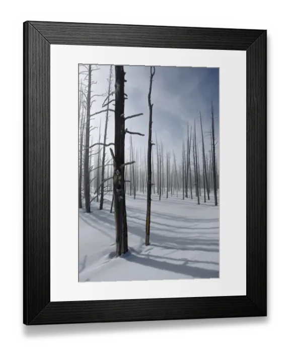 Framed Print : Dead trees in snow, Yellowstone N. P. Wyoming, U. S. A. february Framed Print : Dead trees in snow, Yellowstone N. P. Wyoming, U. S. A. february
