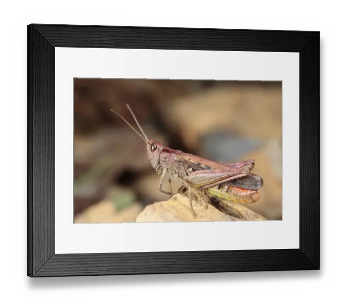 Framed Print : Common Field Grasshopper (Chorthippus brunneus) purple form, adult male, resting on rock, Powys, Wales, july Framed Print : Common Field Grasshopper (Chorthippus brunneus) purple form, adult male, resting on rock, Powys, Wales, july