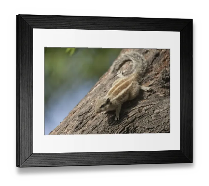Framed Print : Five-striped Palm Squirrel (Funambulus pennantii) adult, decending tree trunk, Keoladeo Ghana N. P. (Bharatpur), Rajasthan, India Framed Print : Five-striped Palm Squirrel (Funambulus pennantii) adult, decending tree trunk, Keoladeo Ghana N. P. (Bharatpur), Rajasthan, India