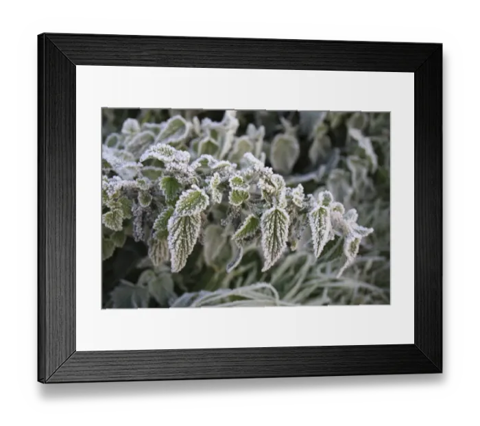 Framed Print : Stinging Nettle (Urtica dioica) close-up of frost covered leaves at dawn, Bacton, Suffolk, England, november Framed Print : Stinging Nettle (Urtica dioica) close-up of frost covered leaves at dawn, Bacton, Suffolk, England, november