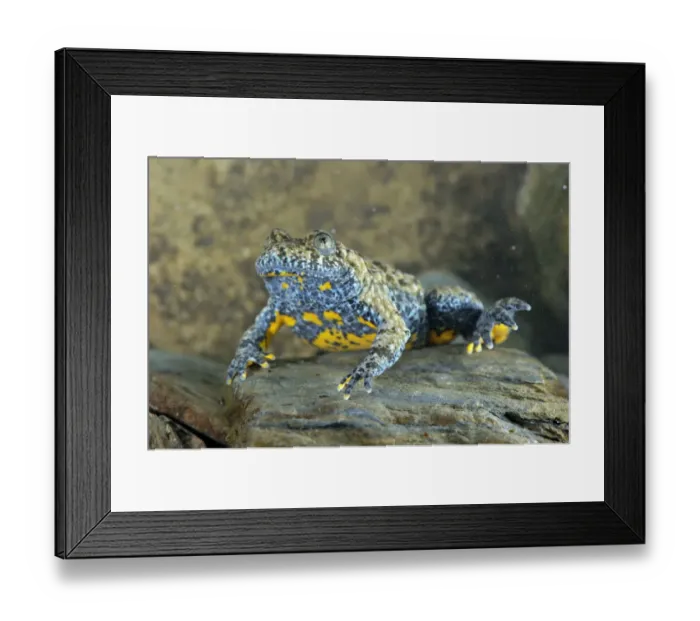 Framed Print : Apennine Yellow-bellied Toad (Bombina pachypus) adult male, underwater during breeding season, Italy, may