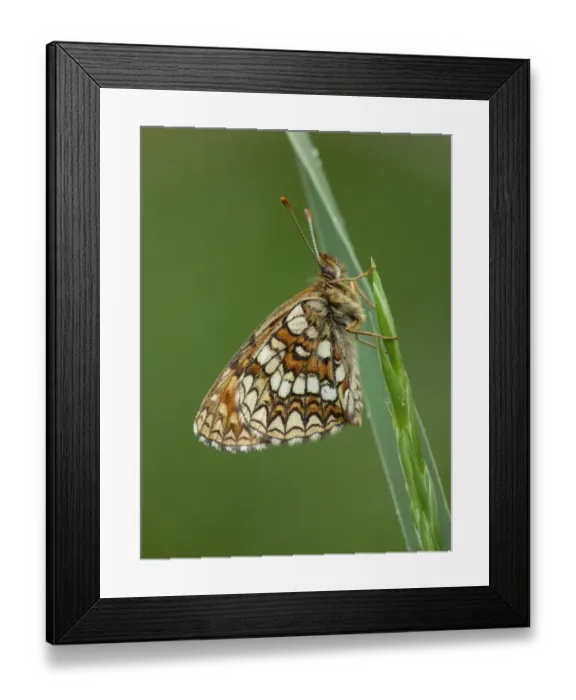 Framed Print : False Heath Fritillary (Melitaea diamina) adult, resting on grass, Simplon Pass, Swiss Alps, Switzerland, july Framed Print : False Heath Fritillary (Melitaea diamina) adult, resting on grass, Simplon Pass, Swiss Alps, Switzerland, july