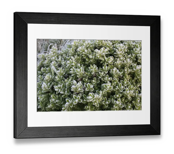 Framed Print : Cultivated Hebe (Hebe sp. ) close-up of frost covered leaves, in garden at dawn, Suffolk, England, november Framed Print : Cultivated Hebe (Hebe sp. ) close-up of frost covered leaves, in garden at dawn, Suffolk, England, november