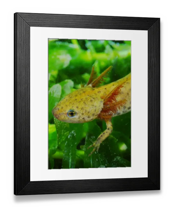 Framed Print : Alpine Newt (Mesotriton alpestris) neotenic young, close-up of head and branchiae, underwater, Italy, july Framed Print : Alpine Newt (Mesotriton alpestris) neotenic young, close-up of head and branchiae, underwater, Italy, july