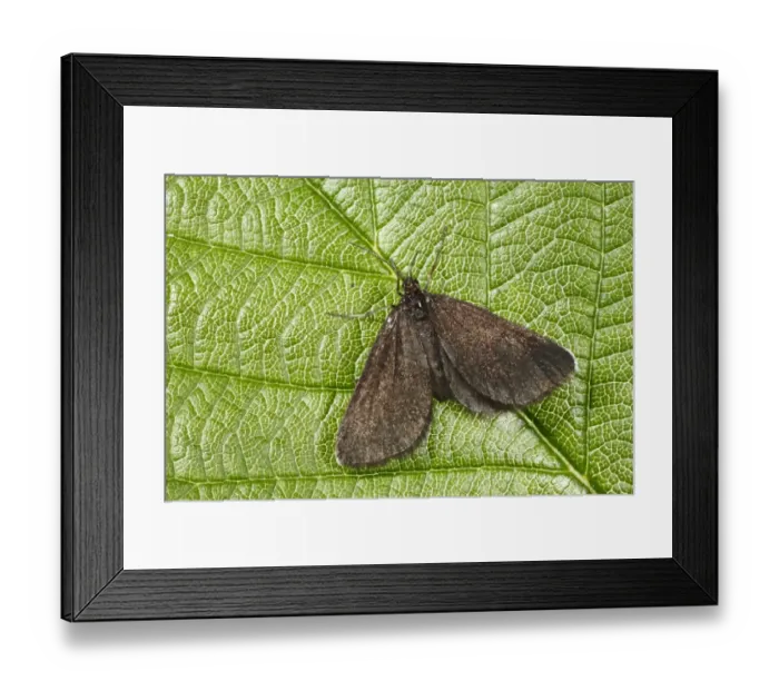 Framed Print : Chimney Sweeper (Odezia atrata) adult, resting on leaf, Powys, Wales, july Framed Print : Chimney Sweeper (Odezia atrata) adult, resting on leaf, Powys, Wales, july