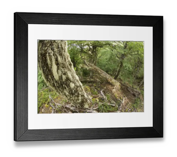 Framed Print : Interior of Southern Beech (Nothofagus sp. ) forest habitat, Tierra del Fuego N. P. Tierra del Fuego, Argentina, november Framed Print : Interior of Southern Beech (Nothofagus sp. ) forest habitat, Tierra del Fuego N. P. Tierra del Fuego, Argentina, november
