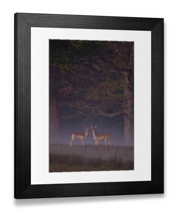 Framed Print : Fallow Deer (Dama dama) doe and fawn, standing at woodland edge on misty dawn, Helmingham Hall Deer Park, Suffolk, England, october Framed Print : Fallow Deer (Dama dama) doe and fawn, standing at woodland edge on misty dawn, Helmingham Hall Deer Park, Suffolk, England, october