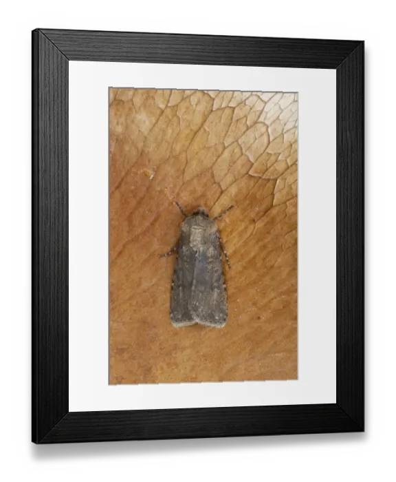 Framed Print : Turnip Moth (Agrotis segetum) adult, Essex, England
