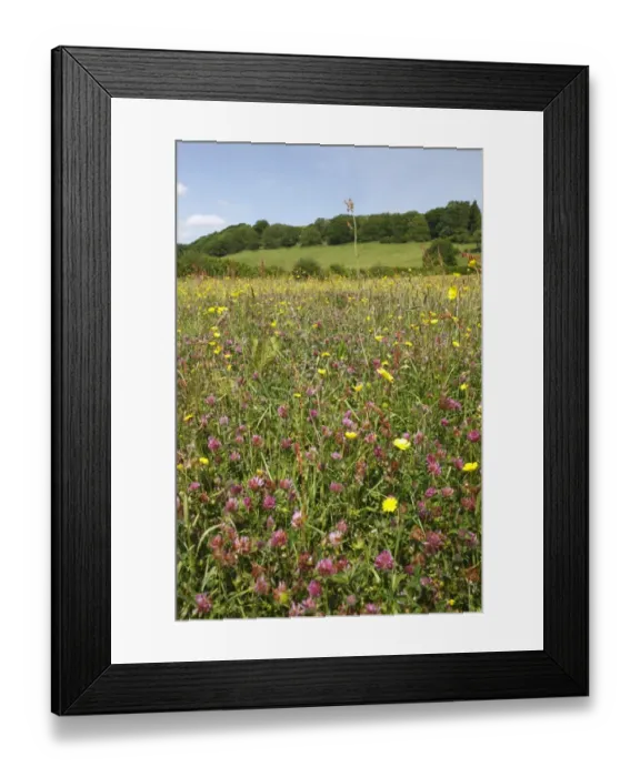 Framed Print : Red Clover (Trifolium pratense) and buttercups, flowering in hay meadow habitat on organic farm, Powys, Wales, june Framed Print : Red Clover (Trifolium pratense) and buttercups, flowering in hay meadow habitat on organic farm, Powys, Wales, june