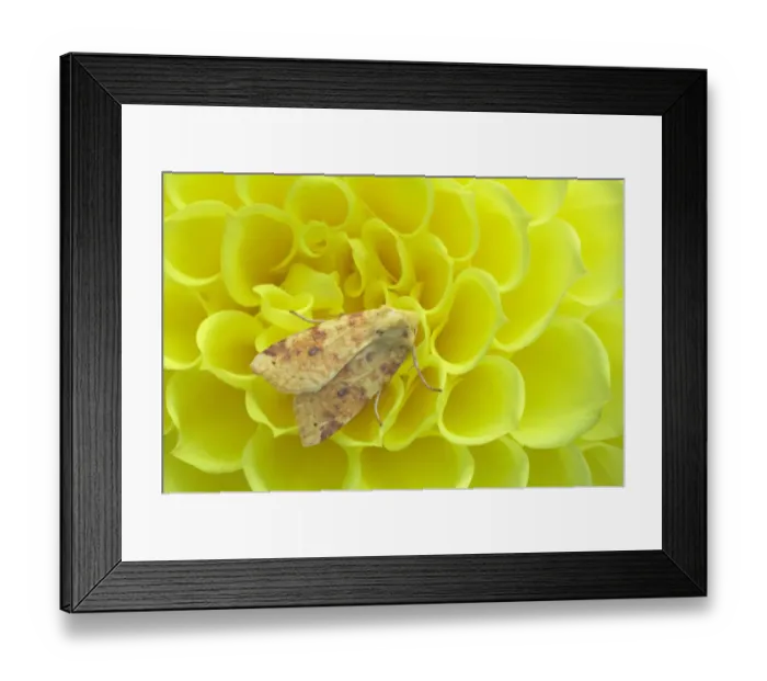 Framed Print : Common Sallow (Xanthia icteritia) adult, resting on yellow dahlia flower, Essex, England Framed Print : Common Sallow (Xanthia icteritia) adult, resting on yellow dahlia flower, Essex, England