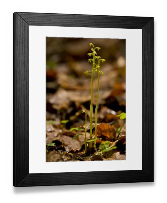 Framed Print : Early Coralroot (Corallorhiza trifida) flowering, growing in deep shade, Slovenia, june Framed Print : Early Coralroot (Corallorhiza trifida) flowering, growing in deep shade, Slovenia, june