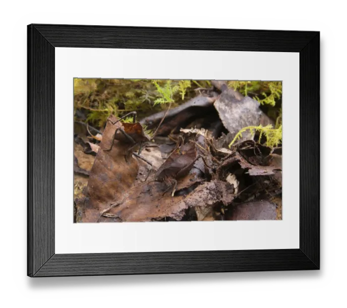 Framed Print : Dead-leaf Katydid (Mimetica sp. ) adult pair, camouflaged on leaf litter in cloud forest, Manu Road, Departemento Cuzco, Andes, Peru Framed Print : Dead-leaf Katydid (Mimetica sp. ) adult pair, camouflaged on leaf litter in cloud forest, Manu Road, Departemento Cuzco, Andes, Peru