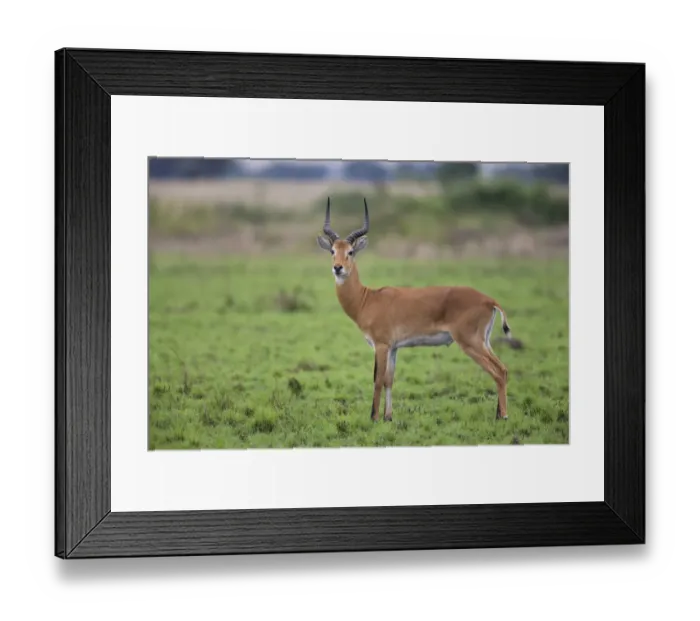 Framed Print : Kob (Kobus kob) adult male, standing in savannah, Queen Elizabeth N. P. Uganda Framed Print : Kob (Kobus kob) adult male, standing in savannah, Queen Elizabeth N. P. Uganda