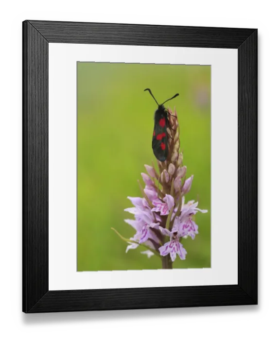 Framed Print : Narrow-bordered Five-spot Burnet Moth (Zygaena lonicerae) adult, resting on Common Spotted Orchid (Dactylorhiza fuchsii) flowerspike, Pewsey Downs, Wiltshire, England, june Framed Print : Narrow-bordered Five-spot Burnet Moth (Zygaena lonicerae) adult, resting on Common Spotted Orchid (Dactylorhiza fuchsii) flowerspike, Pewsey Downs, Wiltshire, England, june